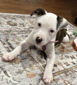 Rescue Labrador Retriever Dogs for Adoption in Nashville, Tennessee - Kate | PetCurious