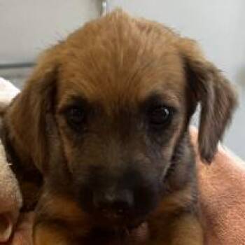 Mixed Breed Dogs Available for Adoption in Las Cruces, New Mexico - Whiskey | PetCurious