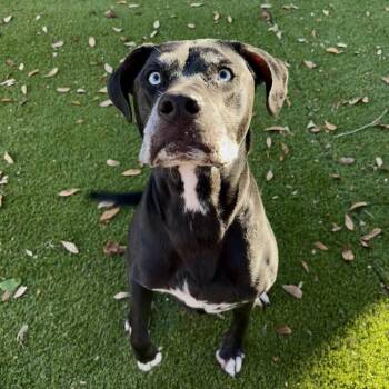 Mixed Breed Dogs Available for Adoption in Port Charlotte, Florida - Sirius | PetCurious