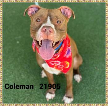 COLEMAN -  Pit Bull Terrier Dog for Adoption in Marietta, Georgia - COLEMAN | PetCurious