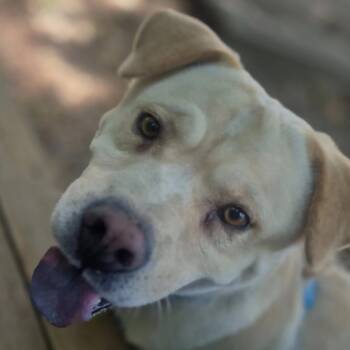 Manny -  Labrador Retriever and Chow Chow Dog for Adoption in Charlottesville, Virginia - Manny | PetCurious