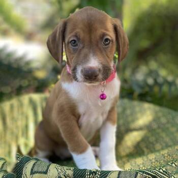 Shepherd and Hound Dogs Available for Adoption in San Diego, California - Africa Pup - Ivory | PetCurious