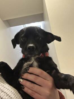 Retriever Dogs Available for Adoption in Valley Stream, New York - Chiquita | PetCurious