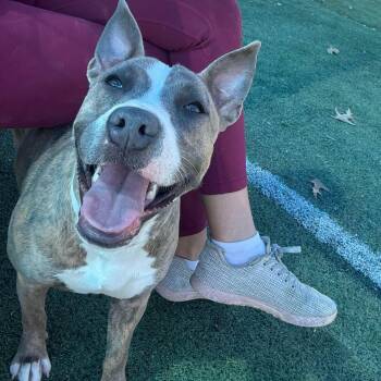 Pit Bull Terrier Dogs Available for Adoption - Natalia | PetCurious