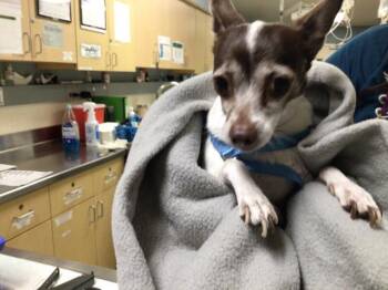 SKY -  Chihuahua Dog for Adoption in Riverside, California - SKY | PetCurious