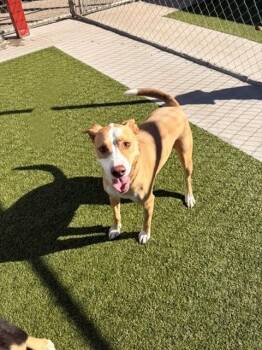 Bella -  Rhodesian Ridgeback Dog for Adoption in Fayetteville, Arkansas - Bella | PetCurious