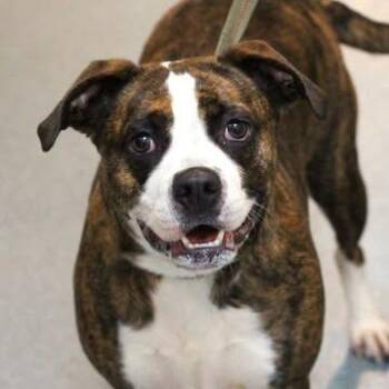 26-01420 TOFFEE -  Boxer Dog for Adoption in Fredericksburg, Virginia - 26-01420 TOFFEE | PetCurious