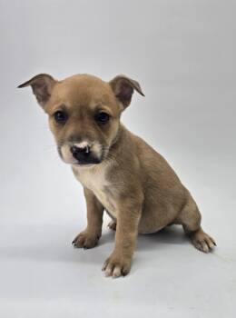 Rescue Labrador Retriever and Chihuahua Dogs for Adoption in Morton Grove, Illinois - Hazel | PetCurious