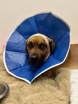 Labrador Retriever Dogs Available for Adoption - Spencer | PetCurious