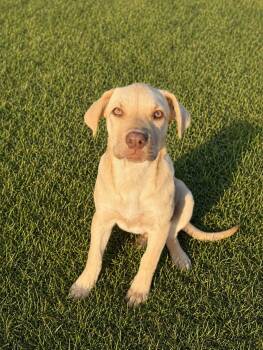 Yellow Labrador Retriever Dogs Available for Adoption in Houston, Texas - JADE | PetCurious