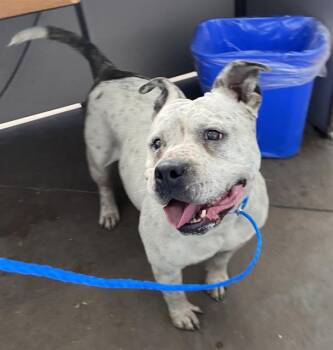 Mixed Breed Dogs Available for Adoption in Dallas, Texas - SWEET PEA | PetCurious