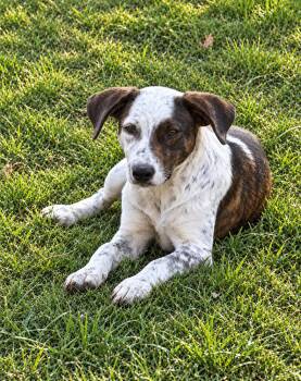 Macadamia - mixed nut litter -  Labrador Retriever and Australian Cattle Dog Blue Heeler Dog for Adoption in Horn Lake, Mississippi - Macadamia - Mixed Nut Litter | PetCurious