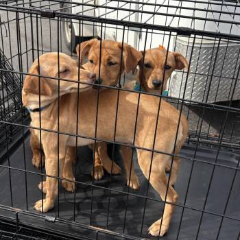 Tilly -  Dachshund and Chihuahua Dog for Adoption in Coldwater, Michigan - Tilly | PetCurious