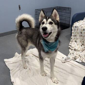 Arlo -  Mixed Breed Dog for Adoption in Canal Winchester, Ohio - Arlo | PetCurious