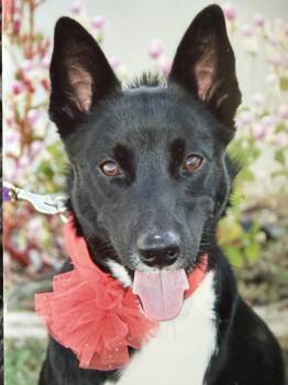 June Bug -  Border Collie Dog for Adoption in Hutchinson, Kansas - June Bug | PetCurious