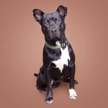 Sock -  Mixed Breed Dog for Adoption in Franklin, Tennessee - Sock | PetCurious