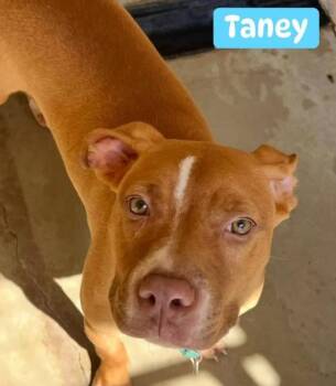 Rescue Mixed Breed Dogs for Adoption in Fairfield, New Jersey - Taney | PetCurious