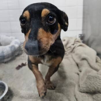 Dachshund Dogs Available for Adoption in Lakeland, Florida - Juan Jose | PetCurious