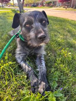 Schnauzer Dogs Available for Adoption - Maddie | PetCurious