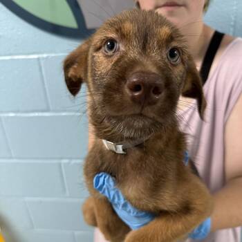 Darius -  Wirehaired Terrier and Shepherd Dog for Adoption in Hattiesburg, Mississippi - Darius | PetCurious