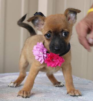 Bitsy -  Cairn Terrier and Chihuahua Dog for Adoption in Bandera, Texas - Bitsy | PetCurious