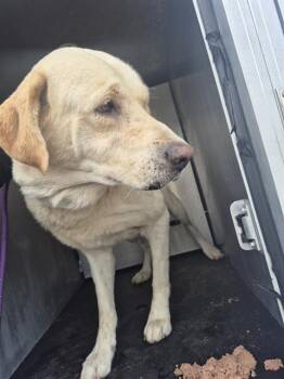 Labrador Retriever Dogs Available for Adoption in San Antonio, Texas - MOX | PetCurious
