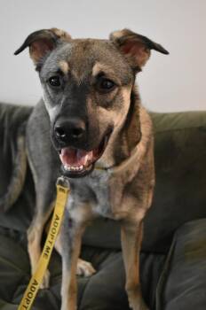 Mavi -  Shepherd Dog for Adoption in Mississauga, Ontario - Mavi | PetCurious