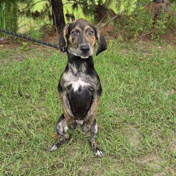 Waylon -  Treeing Walker Coonhound and Labrador Retriever Dog for Adoption in Foley, Alabama - Waylon | PetCurious