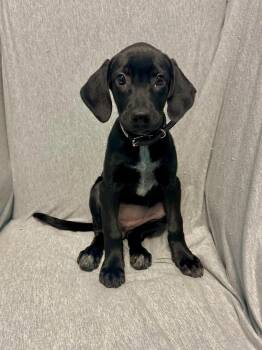 Daisy Mae -  Labrador Retriever Dog for Adoption in Walker, Louisiana - Daisy Mae | PetCurious