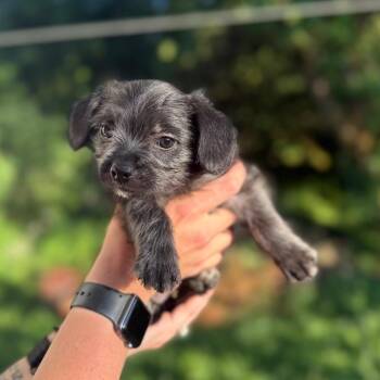 Nick -  Terrier and Mixed Breed Dog for Adoption in Newberg, Oregon - Nick | PetCurious