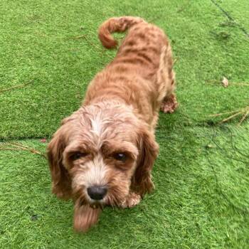 Puff -  Poodle Dog for Adoption in Oak Bluffs, Massachusetts - Puff | PetCurious