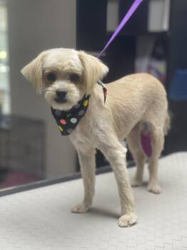 Canela -  Maltipoo and Schnoodle Dog for Adoption in Fresno, California - Canela | PetCurious