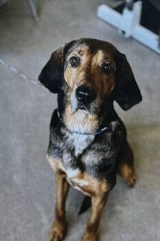 Rescue Hound Dogs for Adoption in Fort Madison, Iowa - Jade | PetCurious