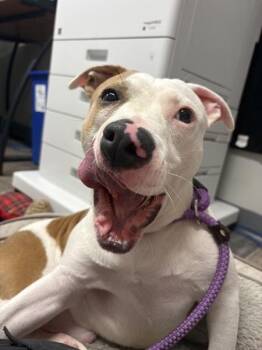 Scud -  Staffordshire Bull Terrier Dog for Adoption in Lancaster, Ohio - Scud | PetCurious