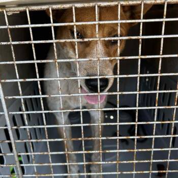 Rescue Mixed Breed Dogs for Adoption in Huntington, West Virginia - Thyme Stray Hold 9/23 | PetCurious