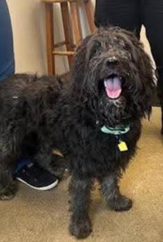 Rescue Miniature Poodle Dogs for Adoption in Brunswick, Ohio - Bandit | PetCurious