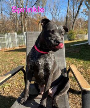 Pit Bull Terrier and Labrador Retriever Dogs Available for Adoption - SPRINKLE | PetCurious