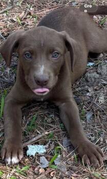 Labrador Retriever and Weimaraner Dogs Available for Adoption - Chocolate | PetCurious
