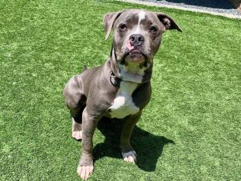 Pit Bull Terrier Dogs Available for Adoption in San Marcos, California - SAVE ME PLEASE Bernardo A550859 | PetCurious