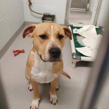 Terrier Dogs Available for Adoption - Goofy | PetCurious