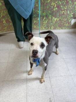 Specter -  American Staffordshire Terrier and Mixed Breed Dog for Adoption in San Antonio, Texas - Specter | PetCurious
