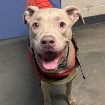 Mixed Breed Dogs Available for Adoption in Dekalb, Illinois - Blue | PetCurious