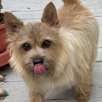 GiGi -  Norwich Terrier Dog for Adoption in Omaha, Nebraska - GiGi | PetCurious