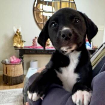 Rescue Labrador Retriever Dogs for Adoption in Orland Park, Illinois - Yukon | PetCurious