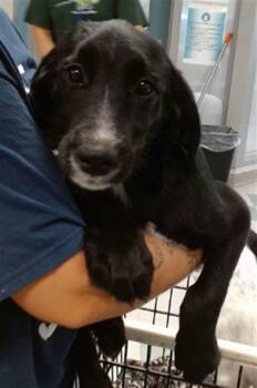 JONAH -  Australian Cattle Dog Blue Heeler Dog for Adoption in Oklahoma City, Oklahoma - JONAH | PetCurious