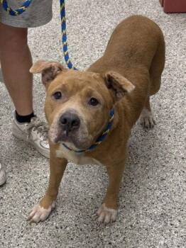 Fenetta -  Pit Bull Terrier and Mixed Breed Dog for Adoption in Kansas City, Missouri - Fenetta | PetCurious