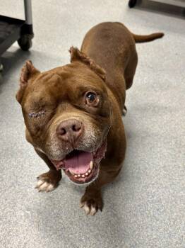 Porckhop -  Bulldog Dog for Adoption in St. Joseph, Michigan - Porckhop | PetCurious