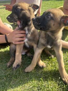 Belgian Shepherd Malinois and Shepherd Dogs Available for Adoption in Wildomar, California - Gator | PetCurious