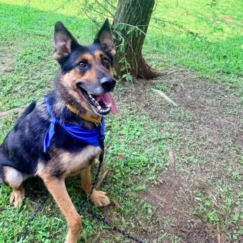 Dill Pickle -  German Shepherd Dog Dog for Adoption in Angleton, Texas - Dill Pickle | PetCurious