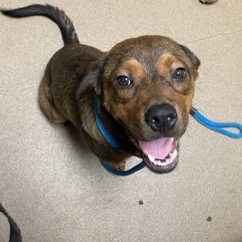 Lucky ON -  Mixed Breed Dog for Adoption in Chattanooga, Tennessee - Lucky ON | PetCurious
